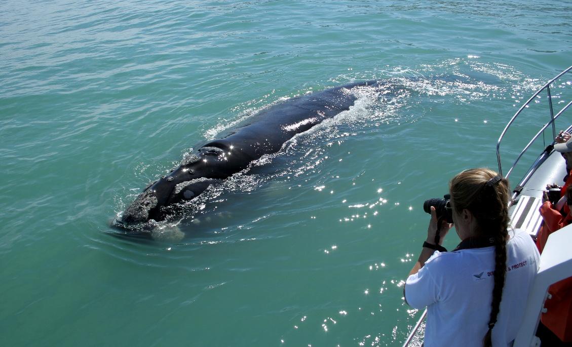 The Complete Traveler offers South Africa Safari Tours. Whale Watching, and Wine Tasting,