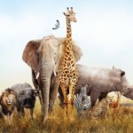 South Africa Safari Tour feature all types of wildlife.