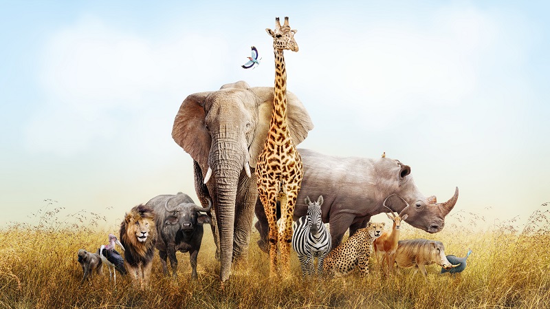 South Africa Safari Tour feature all types of wildlife.